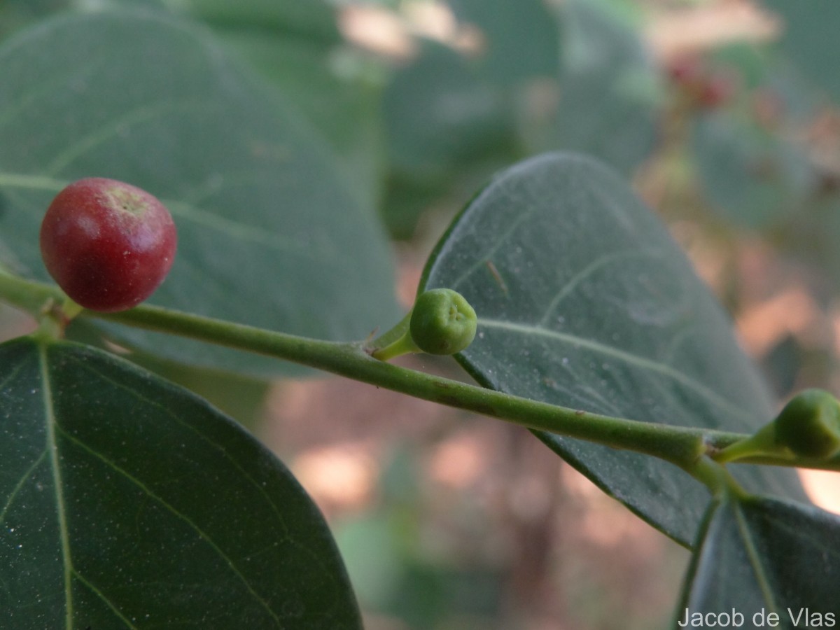 Phyllanthus vitis-idaea (Burm.f.) J.Koenig ex Roxb.